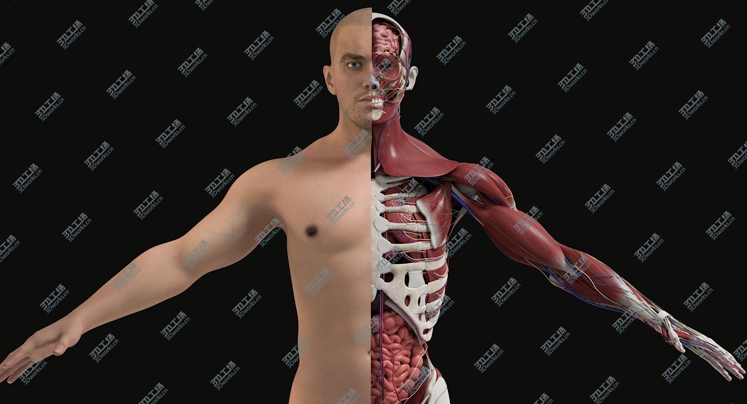 images/goods_img/20210113/3D Male Complete Anatomy/4.jpg